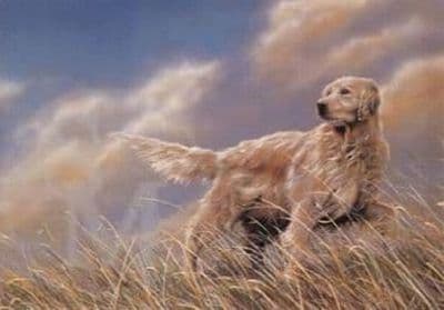 Golden Retriever Blank Greetings Card  'A Breezy Day' by John Trickett C64