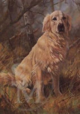 Golden Retriever Blank Greetings Card 
