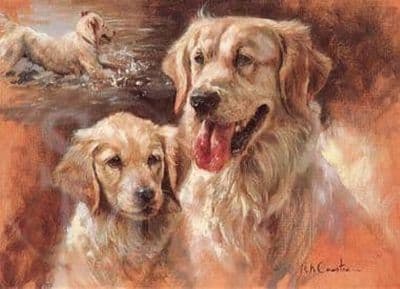Golden Retriever Blank Greetings Card 'Golden Retriever' by Mick CawstonB58