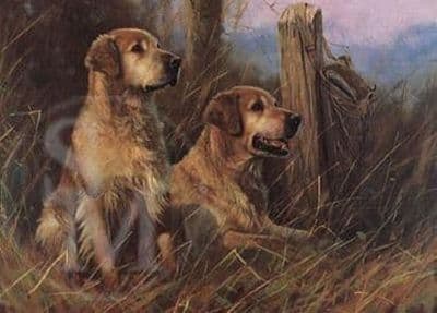 Golden Retriever Blank Greetings Card 'The Golden Days' by John Trickett B120