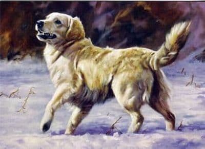 Golden Retriever Greetings Card 'Come On!' by John Trickett C113