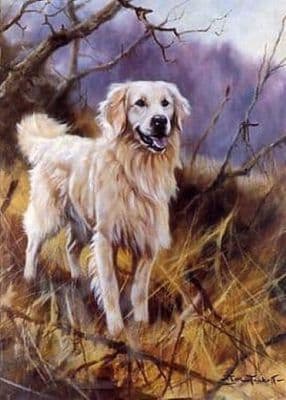 Golden Retriever Greetings Card 'Play Time' by John Trickett C118