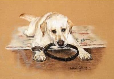 Golden Retriever Limited Edition Print 'Collared' by Debbie Gillingham
