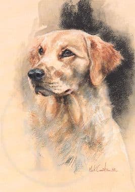 Golden Retriever Limited Edition Print 'Golden Retriever Head Study' by Mick Cawston