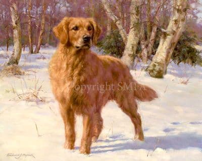 Golden Retriever Limited Edition Print 'Good as Gold' by Frederick Haycock