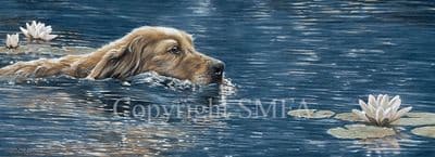 Golden Retriever Limited Edition Print 'On Golden Pond' by Paul Doyle