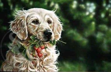 Golden Retriever Limited Edition Print 'Strawberries & Cream' by Paul Doyle