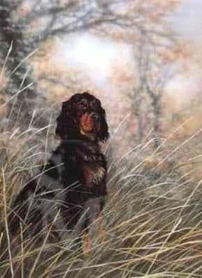 Gordon Setter Blank Greetings Card  'Dignity' by Paul Doyle C46