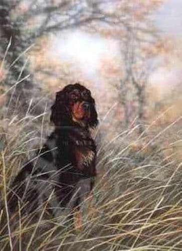 Gordon Setter Blank Greetings Card  'Dignity' by Paul Doyle C46