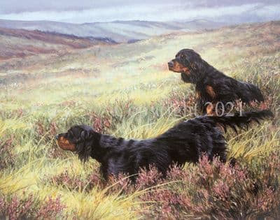Gordon Setter Limited Edition Print 'Basic Instinct' by Pippa Thew