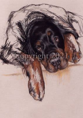 Gordon Setter Limited Edition Print 'Gordon Setter'  by Denise Playfair