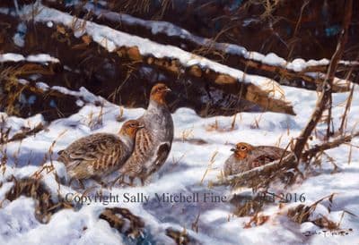 Grey Partridge Blank Greetings Card 'Grey Partridge in the Snow' by John Trickett C371