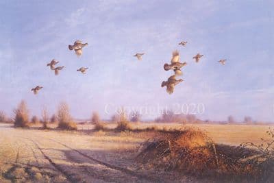 Grey Partridge Limited Edition Print 'Frosty Morning' by Julian Novorol