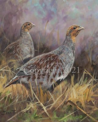 Grey Partridge Limited Edition Print  'Grey Partridges'  by John Trickett