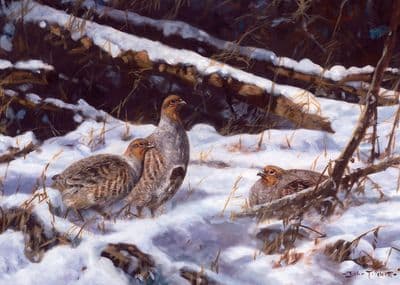 Grey Partridges in The Snow' Pack of 10 Christmas Cards by John Trickett C371x