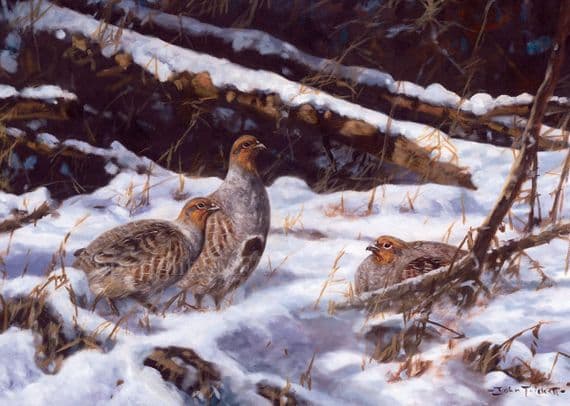 Grey Partridges in The Snow' Pack of 10 Christmas Cards by John Trickett C371x