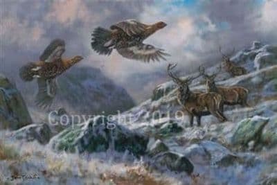 Grouse Blank card 'On The High Tops' by John Trickett