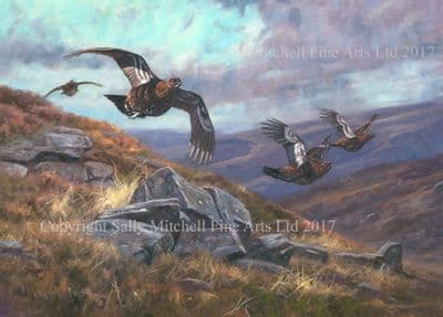 Grouse Blank Greetings Card 'Grouse Over' by John Trickett C536