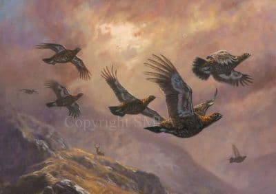 Grouse Christmas Card 'Evening Grouse' by John Trickett  C677x