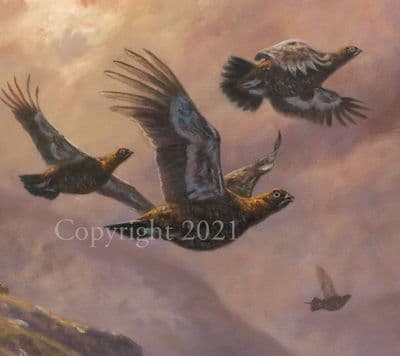 Grouse Limited Edition Print  'Evening Grouse' by John Trickett