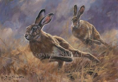 Hare Blank Greetings Card 'Dashing' by John Trickett C676