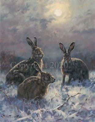 Hare Blank Greetings Card 'Midnight Revelers' by John Trickett C622