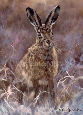 Hare Christmas Cards 'A Hare of Disdain' by John Trickett C417X