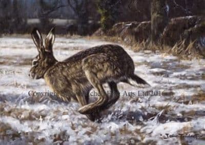 Hare Christmas Cards 'Hare Today' by John Trickett C366X