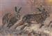 Hare Limited Edition Canvas Print  'On the Run' by John Trickett