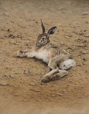 Hare Limited Edition Print 'Brown Hare Resting' by Emily Charlesworth