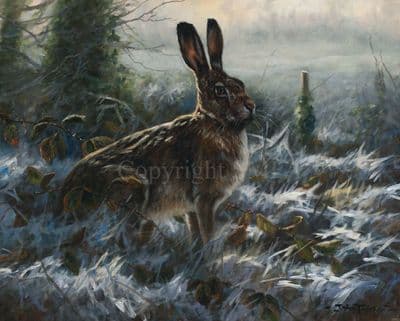 Hare Limited Edition Print 'Frosty Hare' by John Trickett