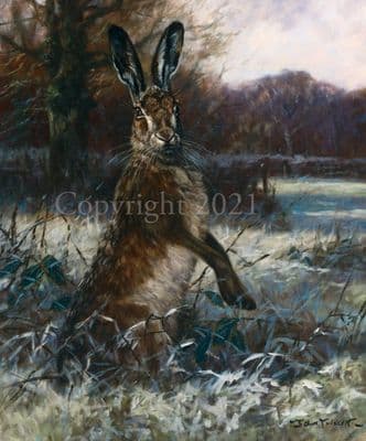 Hare Limited Edition Print 'On The Lookout' by John TRickett