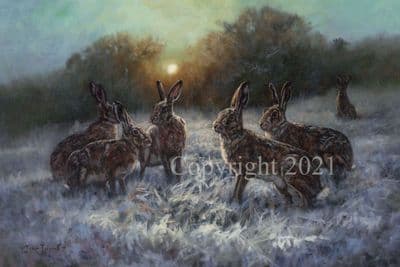 Hare Pack of 10 Christmas Cards 'By the Light of the Moon' by John Trickett C651X