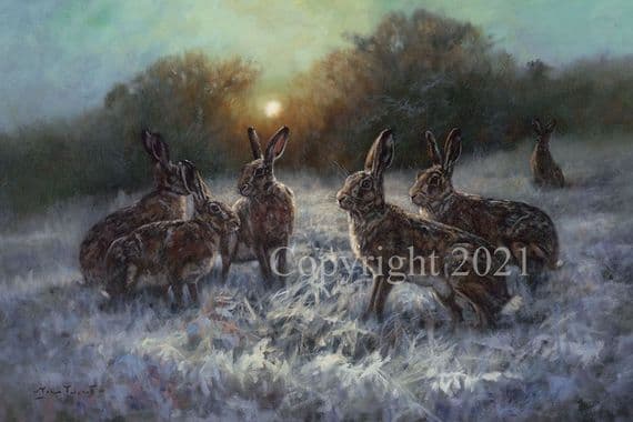Hare Pack of 10 Christmas Cards 'By the Light of the Moon' by John Trickett C651X