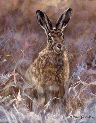 Hare Wildlife Blank Greetings Card 'Hare of Disdain' by John Trickett C417