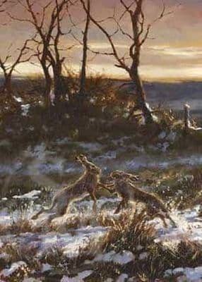 Hares Boxing Blank Greetings Card 'Boxing Clever' by Mick Cawston C290