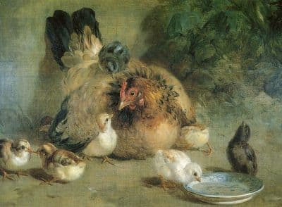 Hen Blank Greetings Card 'Hen and Chicks' by Thomas Woodward  B39