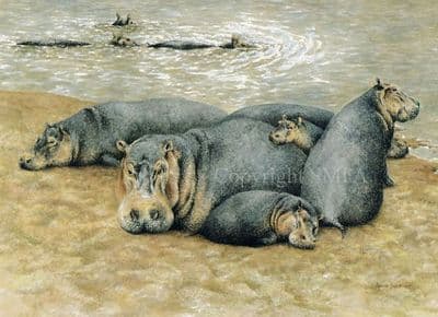 Hippopotamus Blank Greetings Card 'Happy Hippos' by Anita Scott B85