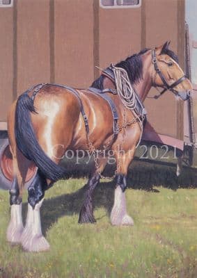 Horse Blank Greetings Card 'Handsome' by Bill Easton C221
