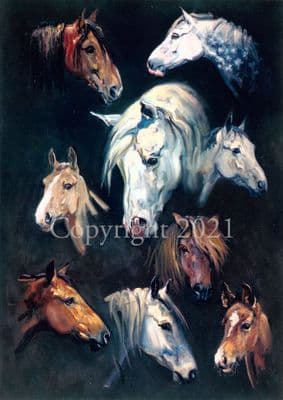 Horse Blank Greetings Card 'Heads' by Malcolm Coward C246