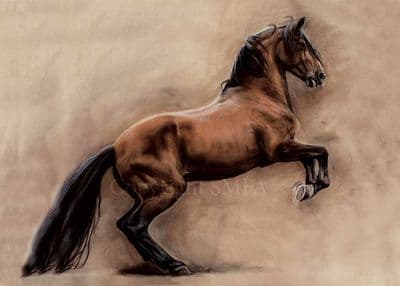Horse Blank Greetings Card 'Rumbosojacket'  by Jennifer Bell C298