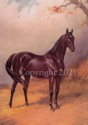 Horse Blank Greetings Card 'St Simon' by Percy Earl C380