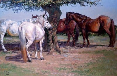 Horse Blank Greetings Card 'Sunshade' by Malcolm Coward C245