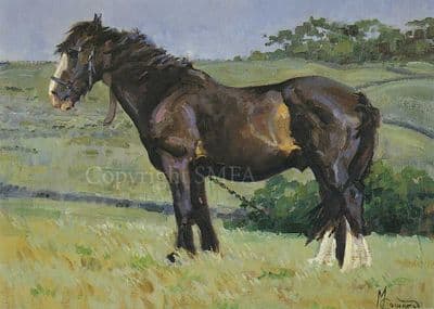 Horse Blank Greetings Card 'The Gypsy' by Malcolm Coward C69