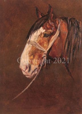 Horse Blank Greetings Card 'The Old Fellah' by Malcolm Coward C275