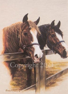 Horse Blank Greetings Card 'Waiting At The Fence' by Maxine Williams B93