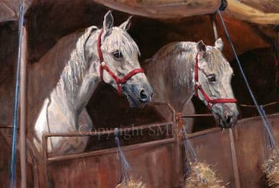 Horse Blank Greetings Card 'Waiting for the Show' by Malcolm Coward C247