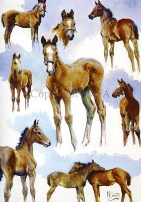 Horse Foals Greeting Card 'Foal Studies' by Malcolm Coward C124