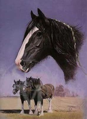 Horse Heavy Horse Blank Greetings Card 'Big Fellah' by Bill Easton C3