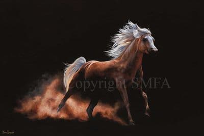Horse Limited Edition Canvas Print 'Under the Spotlight' by Mary Herbert